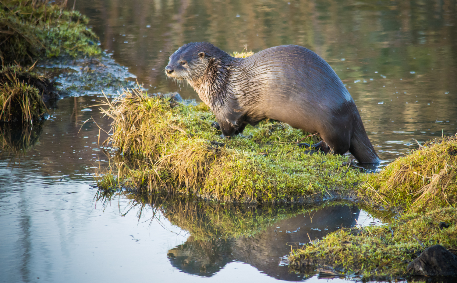 Otter sighting in the Mississippi National River and Recreation Area